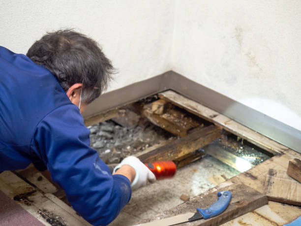 Best Mold Removal Company Near Me  in Laflin, PA