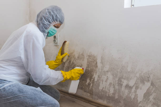 Best Attic Mold Removal  in Laflin, PA