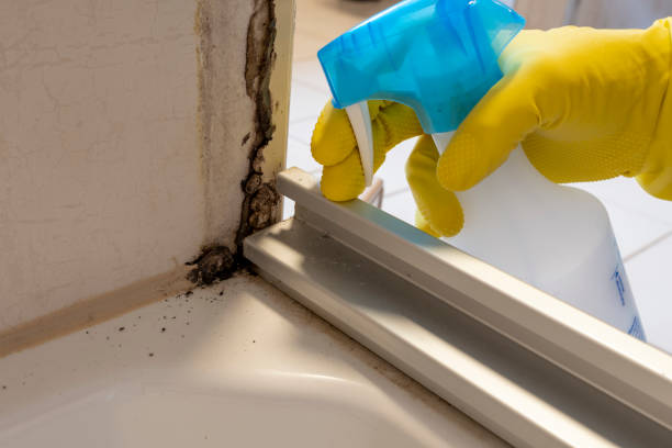 Best Mold Remediation Services  in Laflin, PA