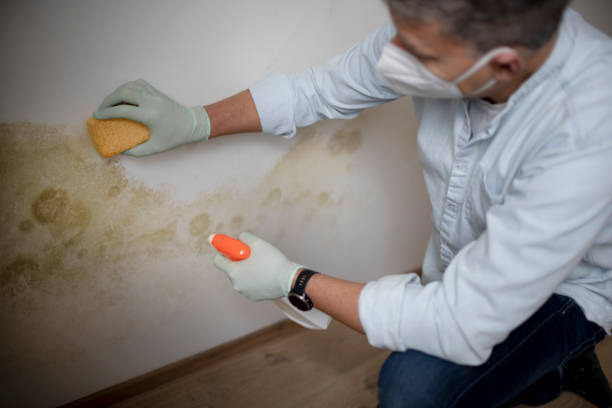 Best Professional Mold Removal  in Laflin, PA