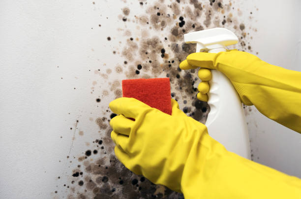 Mold Testing and Removal in Laflin, PA
