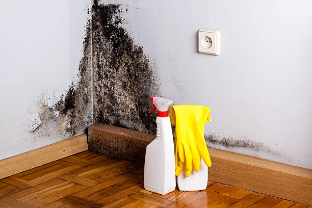 Best Local Mold Removal Service  in Laflin, PA