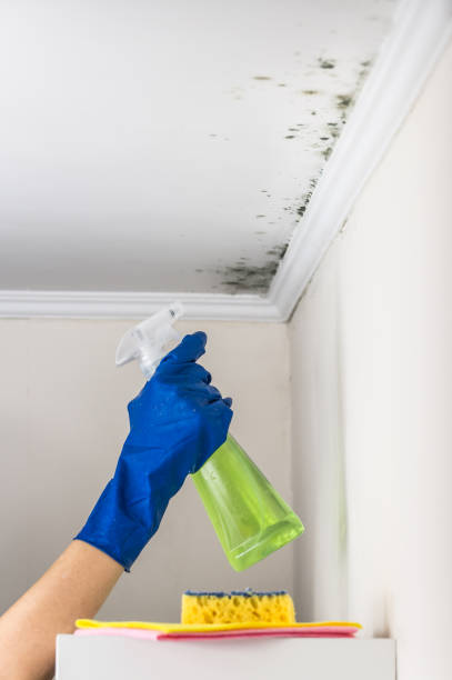 Best Affordable Mold Removal  in Laflin, PA