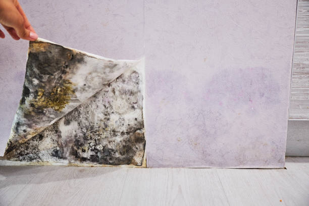 Best Certified Mold Removal  in Laflin, PA
